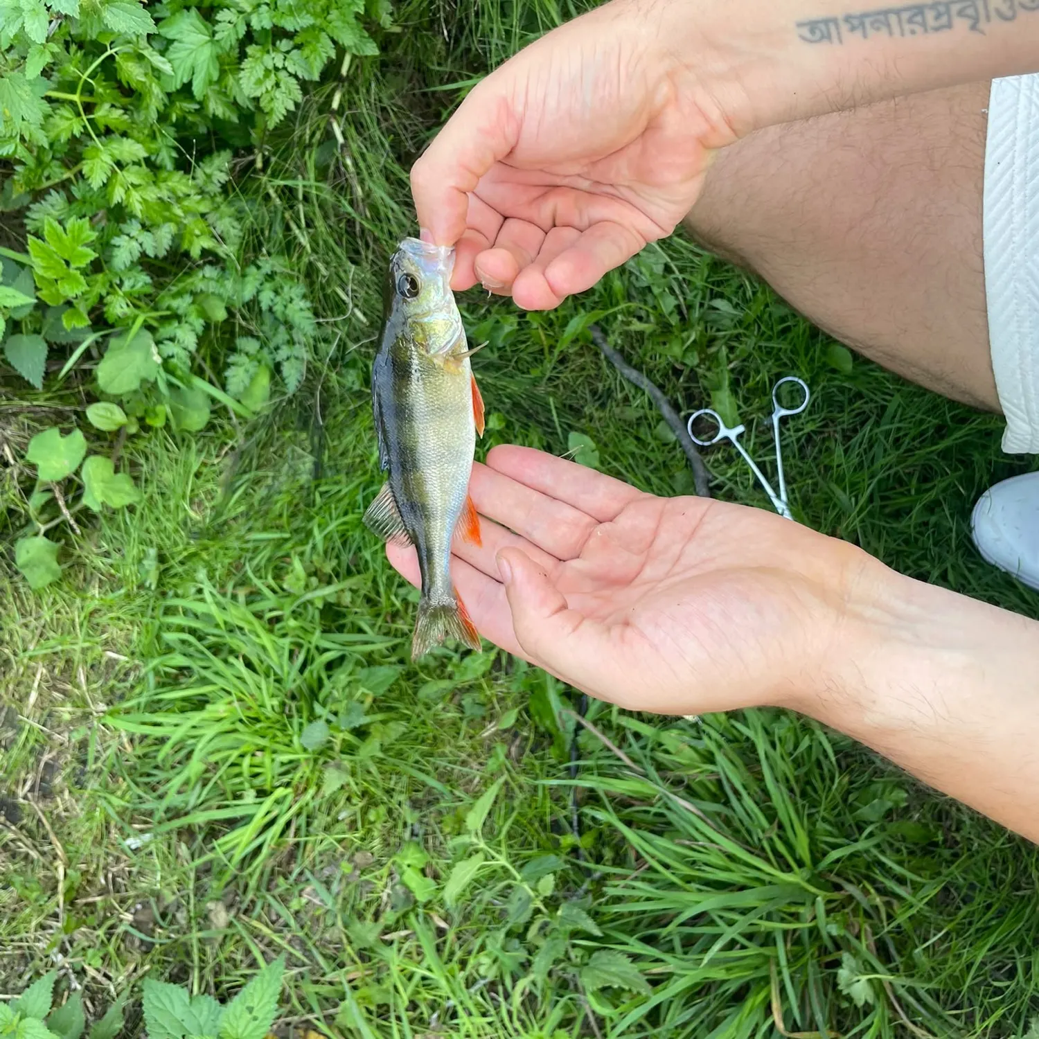 European perch caught on Fishbrain