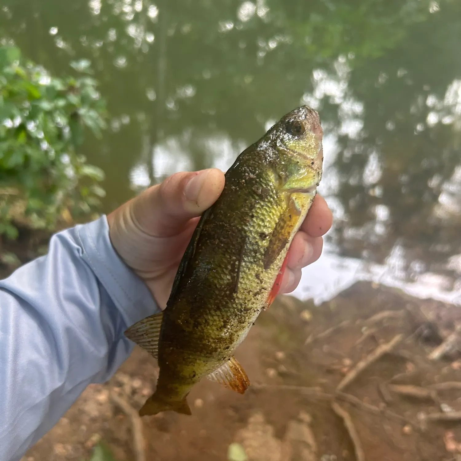 Yellow perch caught on Fishbrain