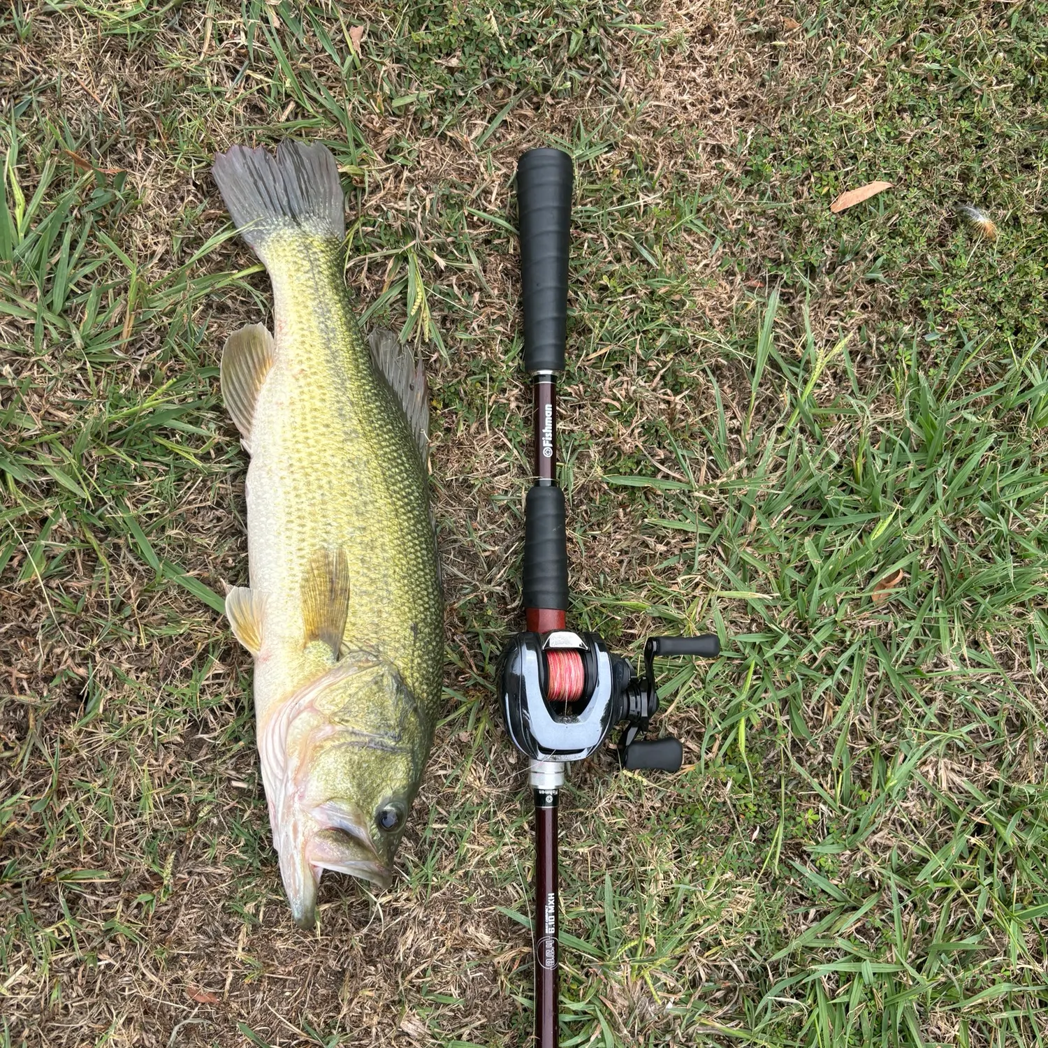 Largemouth bass caught on Fishbrain