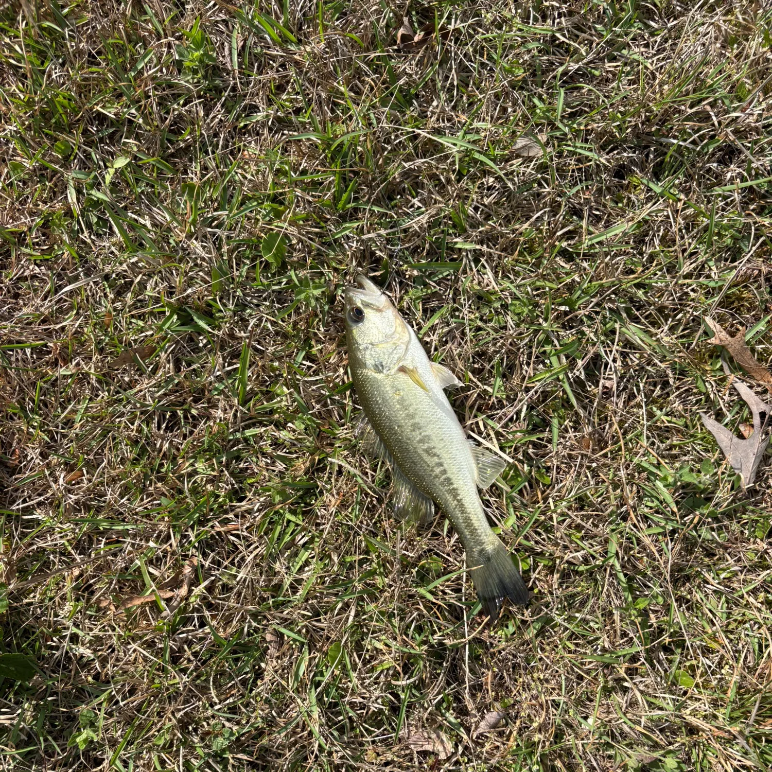 The most recent Alabama bass catches on Fishbrain