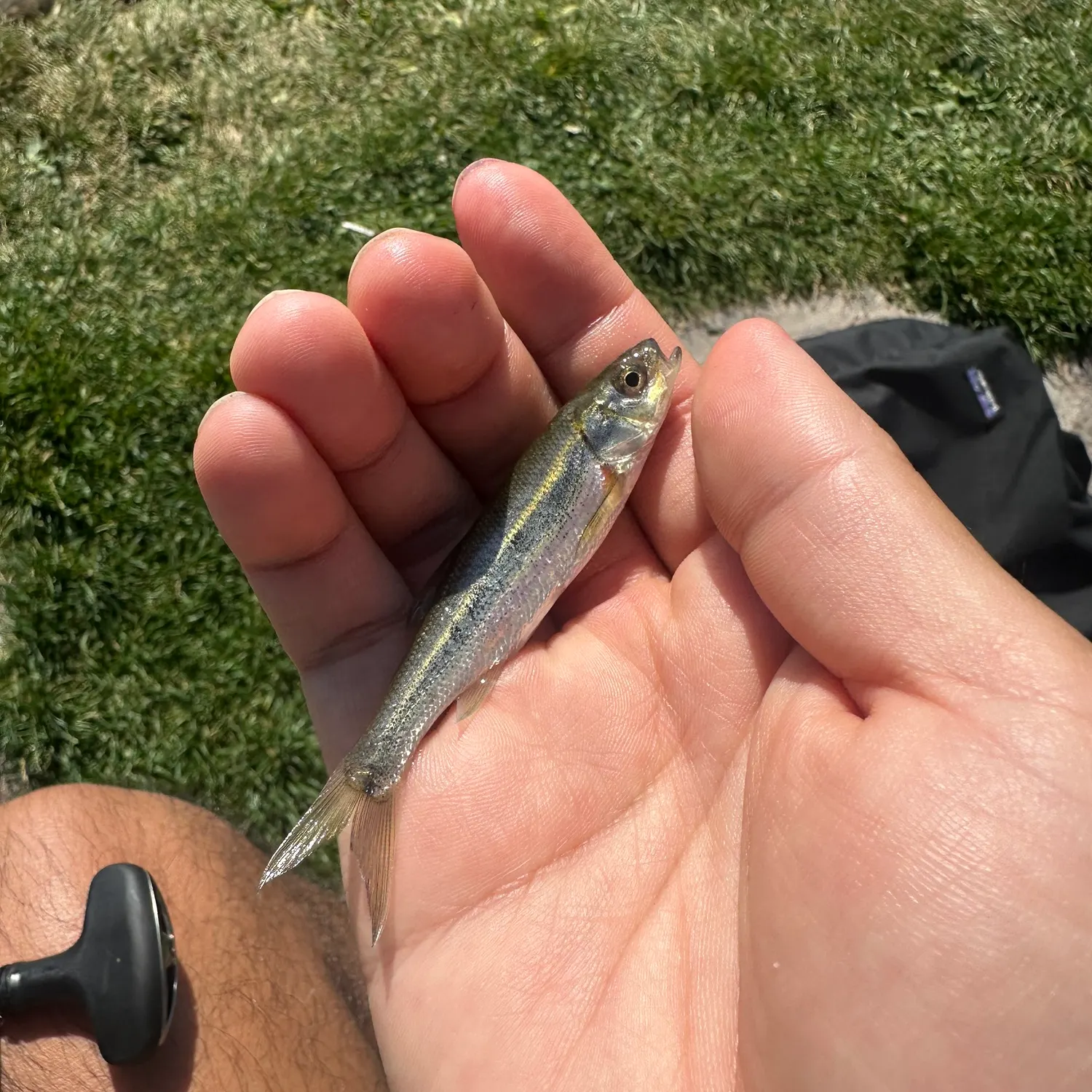The most recent Lahontan redside shiner catches on Fishbrain