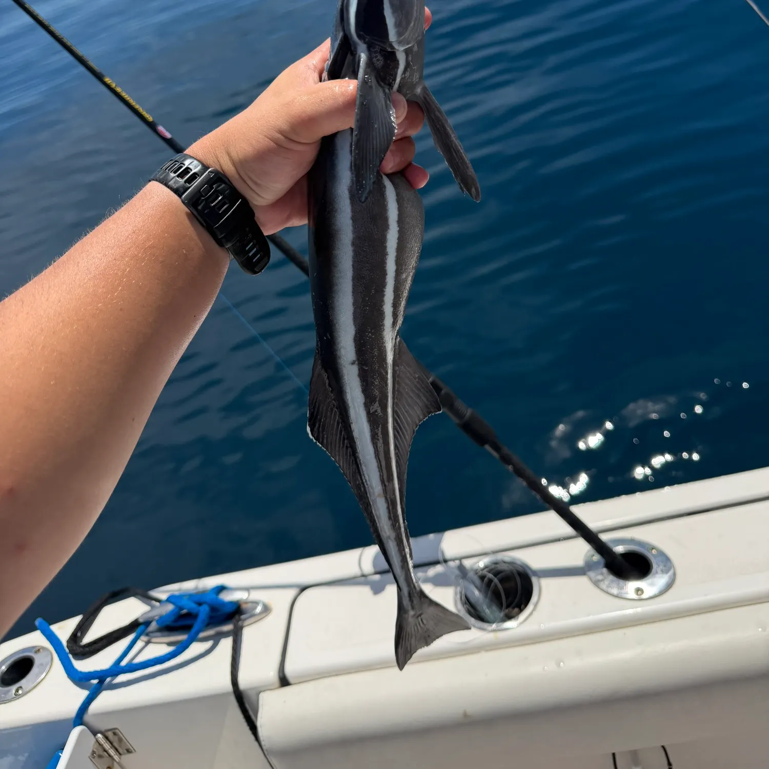 Common remora caught on Fishbrain