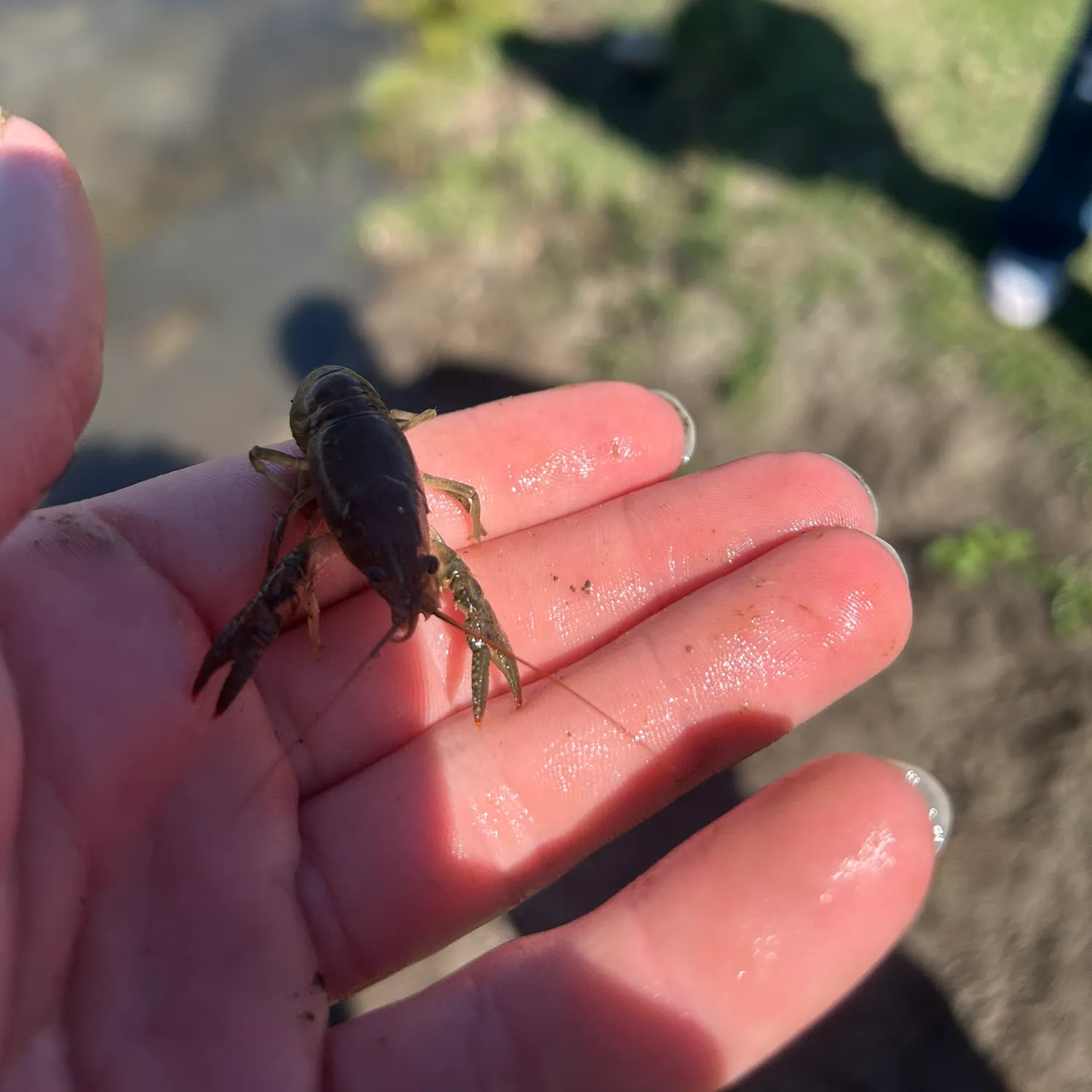 The most recent Rusty crayfish catches on Fishbrain