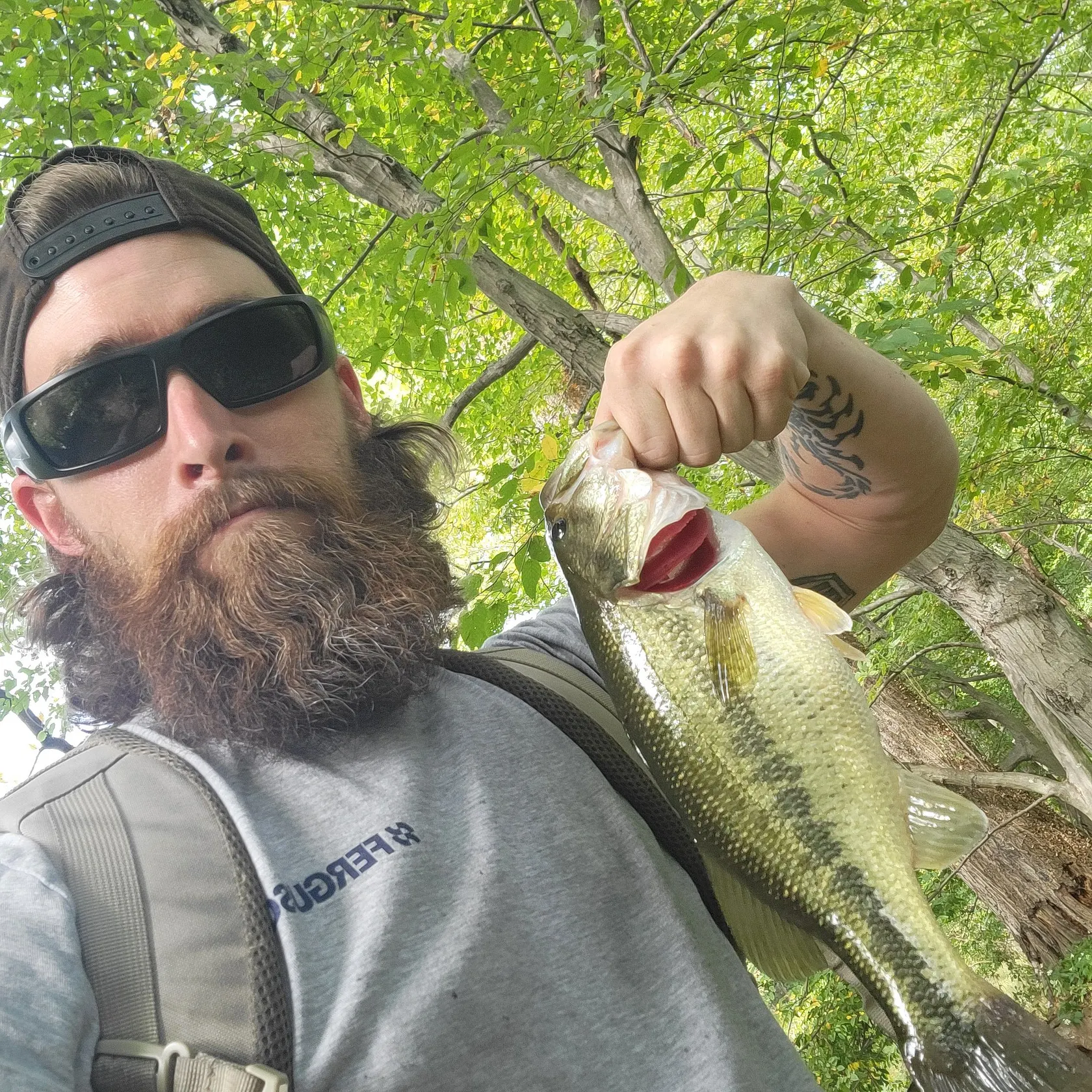 Largemouth bass caught on Fishbrain