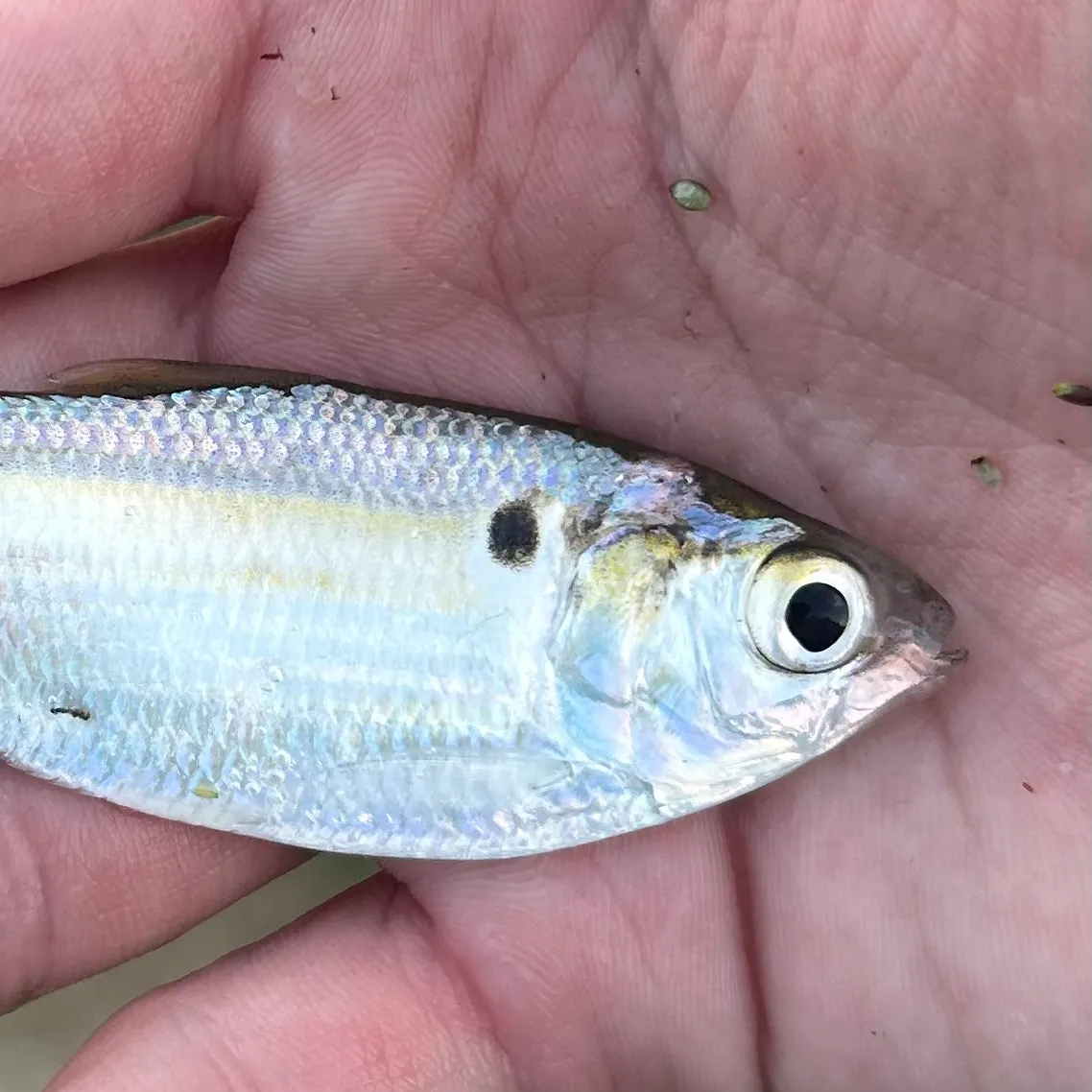 The most recent Threadfin shad catches on Fishbrain