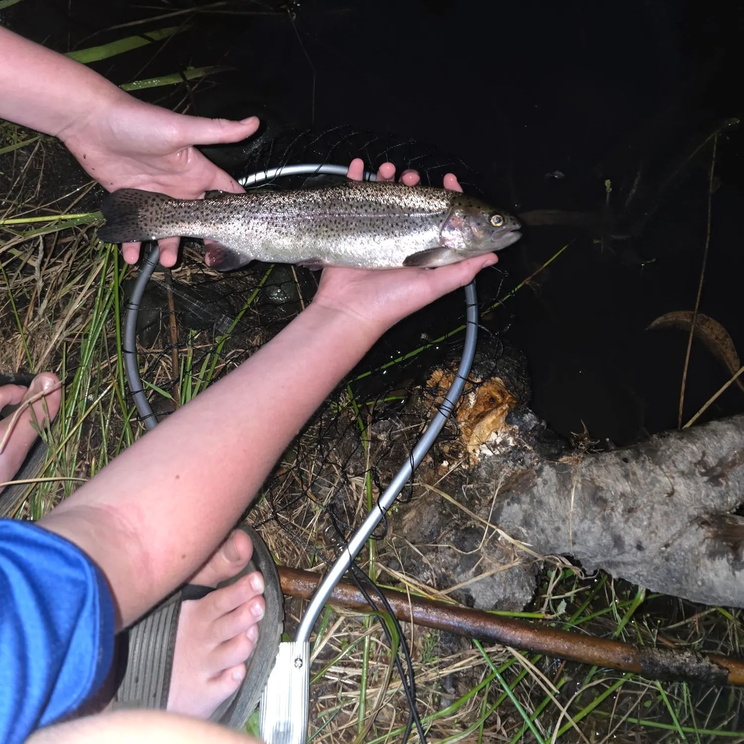 Rainbow trout caught on Fishbrain