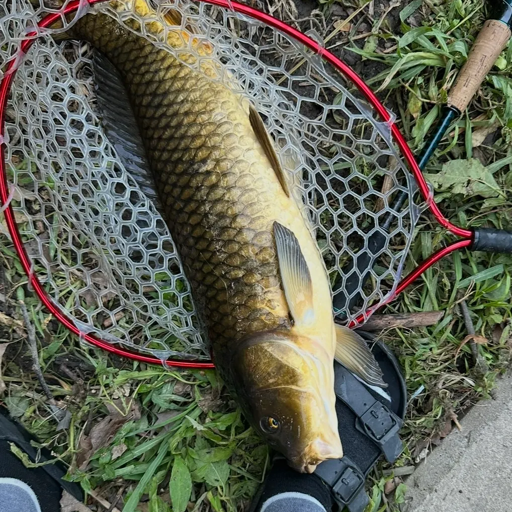 Common carp caught on Fishbrain