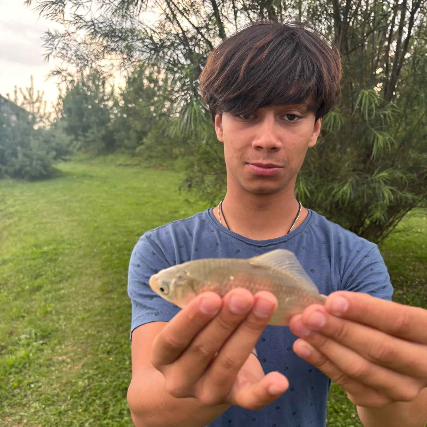 Common carp caught on Fishbrain