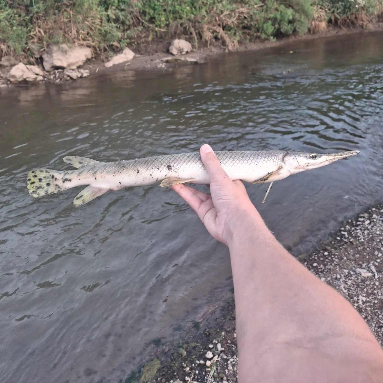 Longnose gar caught on Fishbrain