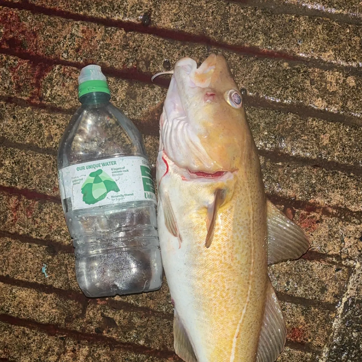 The most recent Atlantic cod catches on Fishbrain