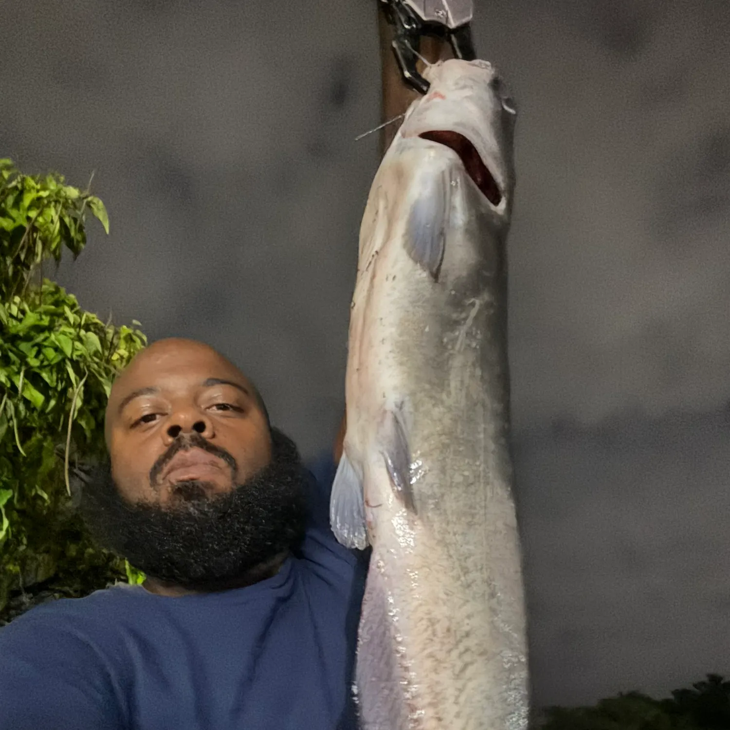 Channel catfish caught on Fishbrain