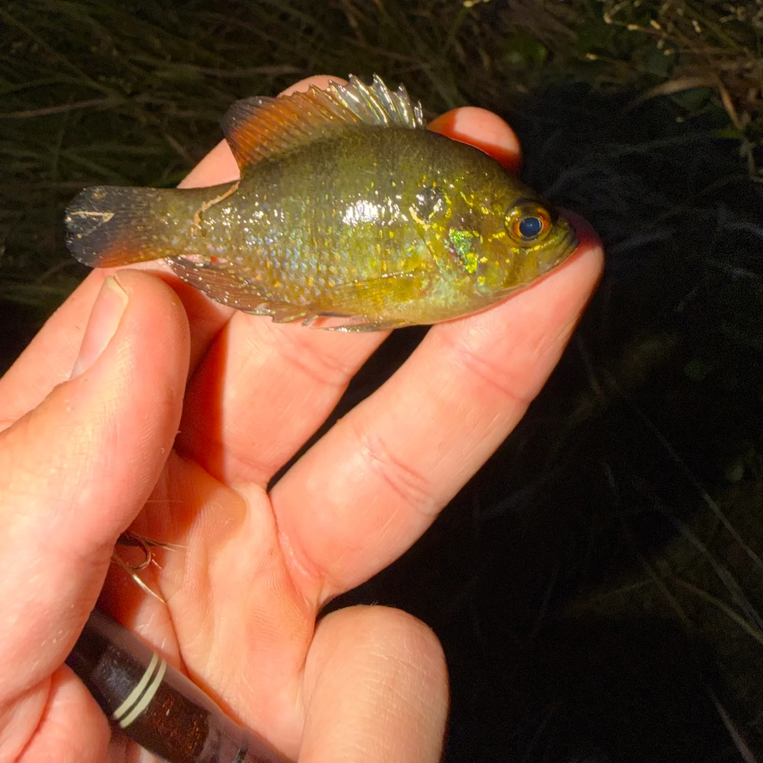 The most recent Banded sunfish catches on Fishbrain