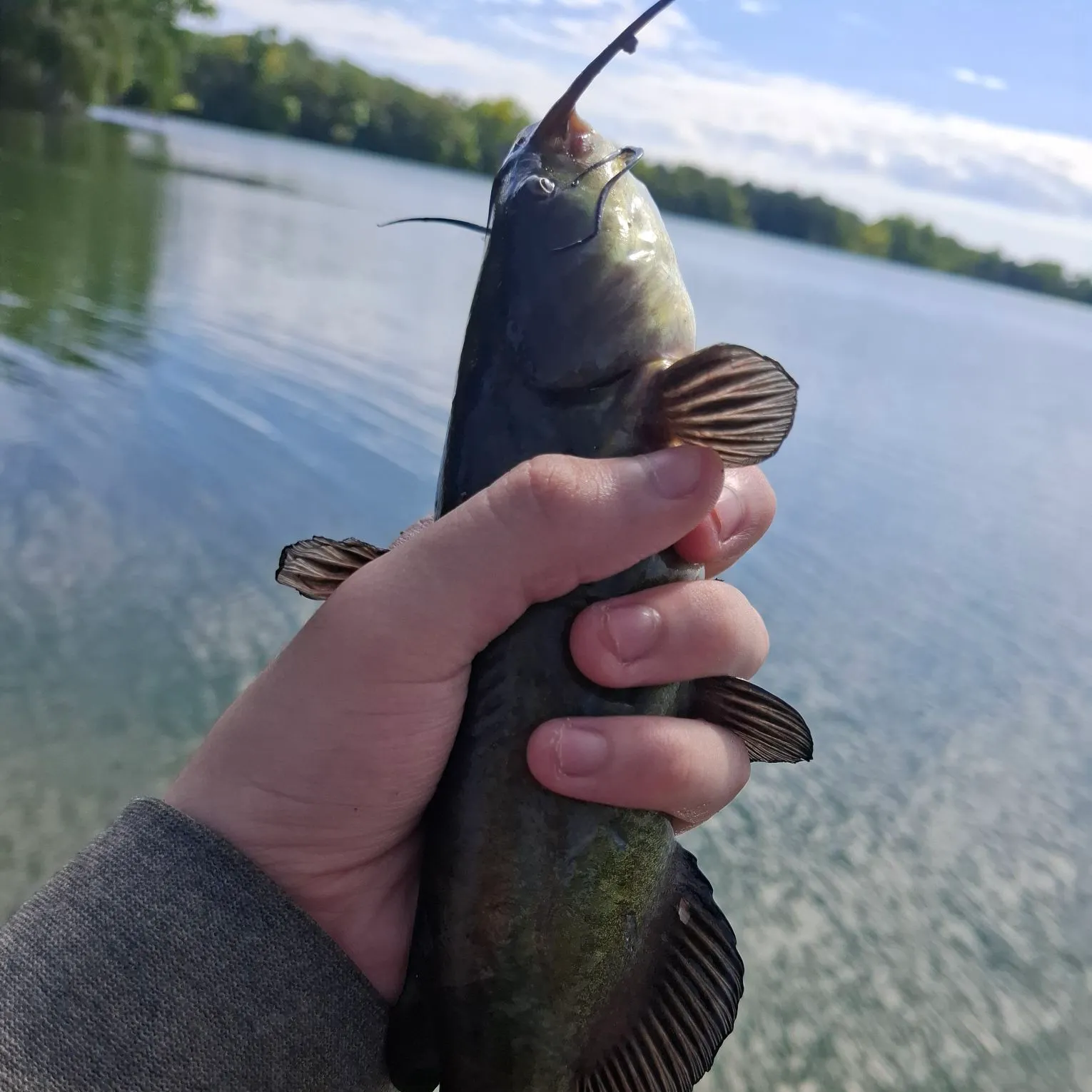 Black bullhead caught on Fishbrain
