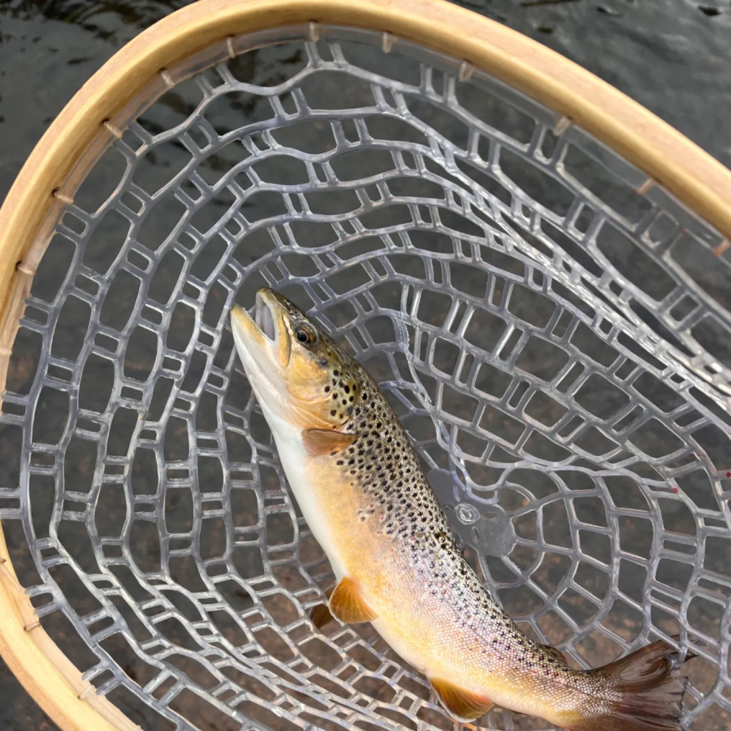 The most recent Brown trout catches on Fishbrain