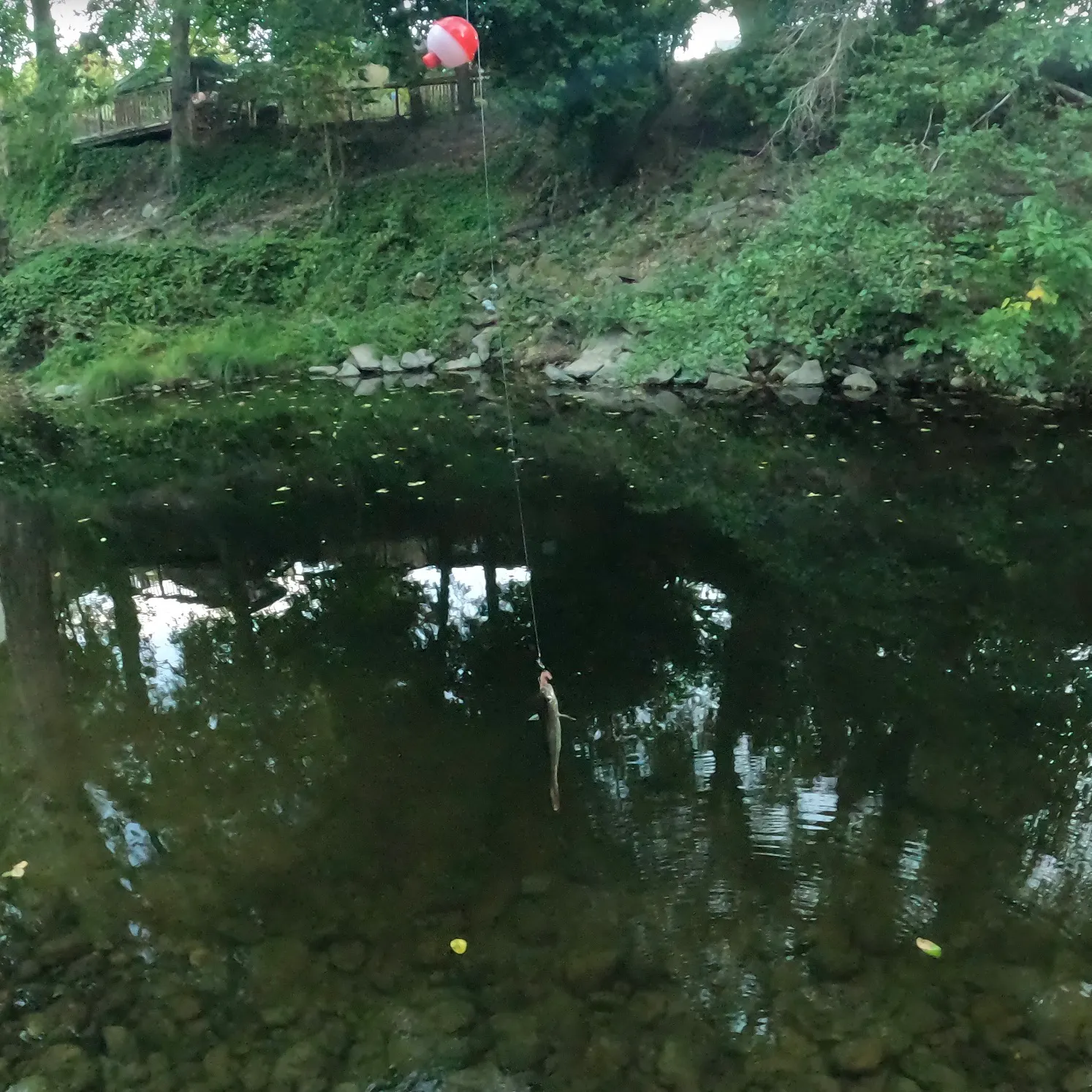 Fish caught on Fishbrain