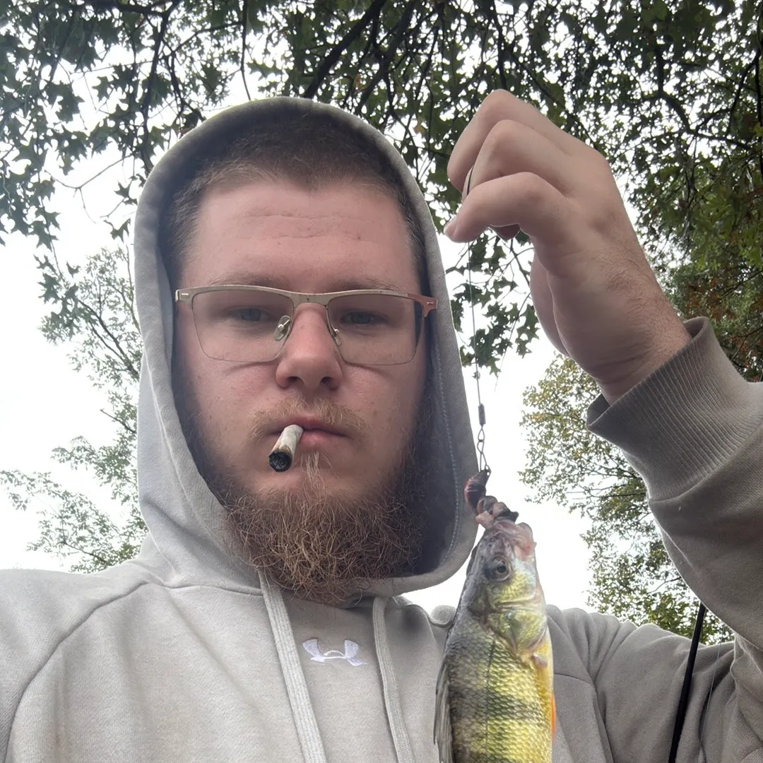 Yellow perch caught on Fishbrain