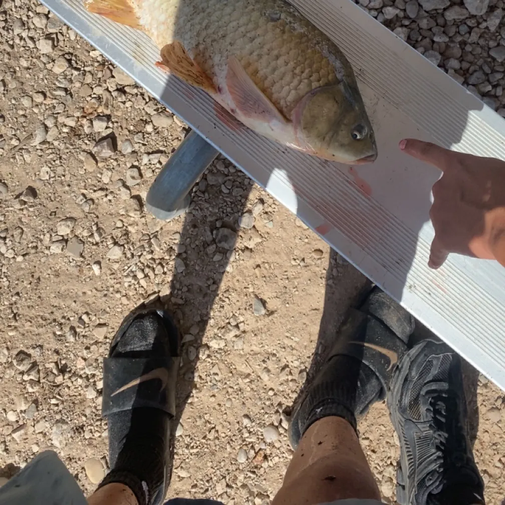 Common carp caught on Fishbrain