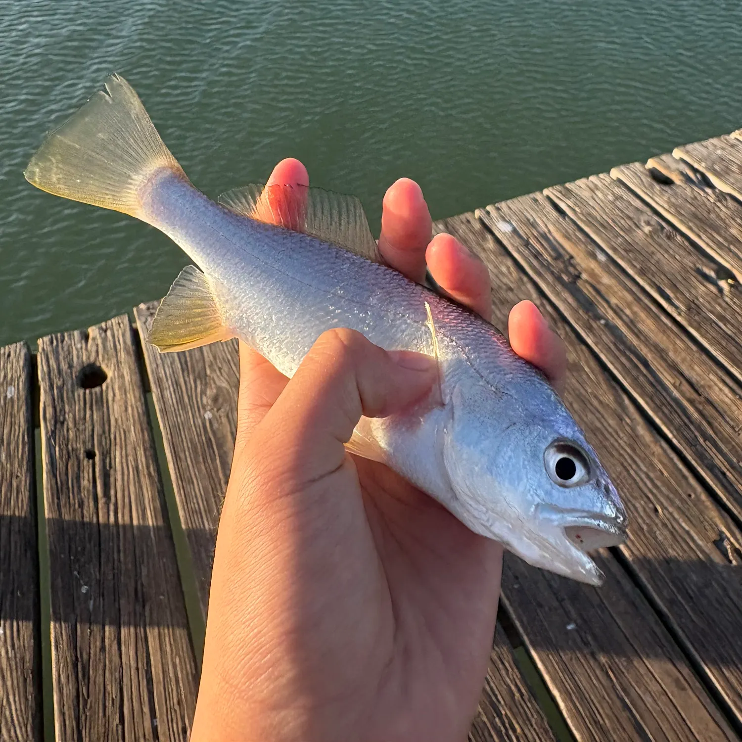 The most recent Sand seatrout catches on Fishbrain