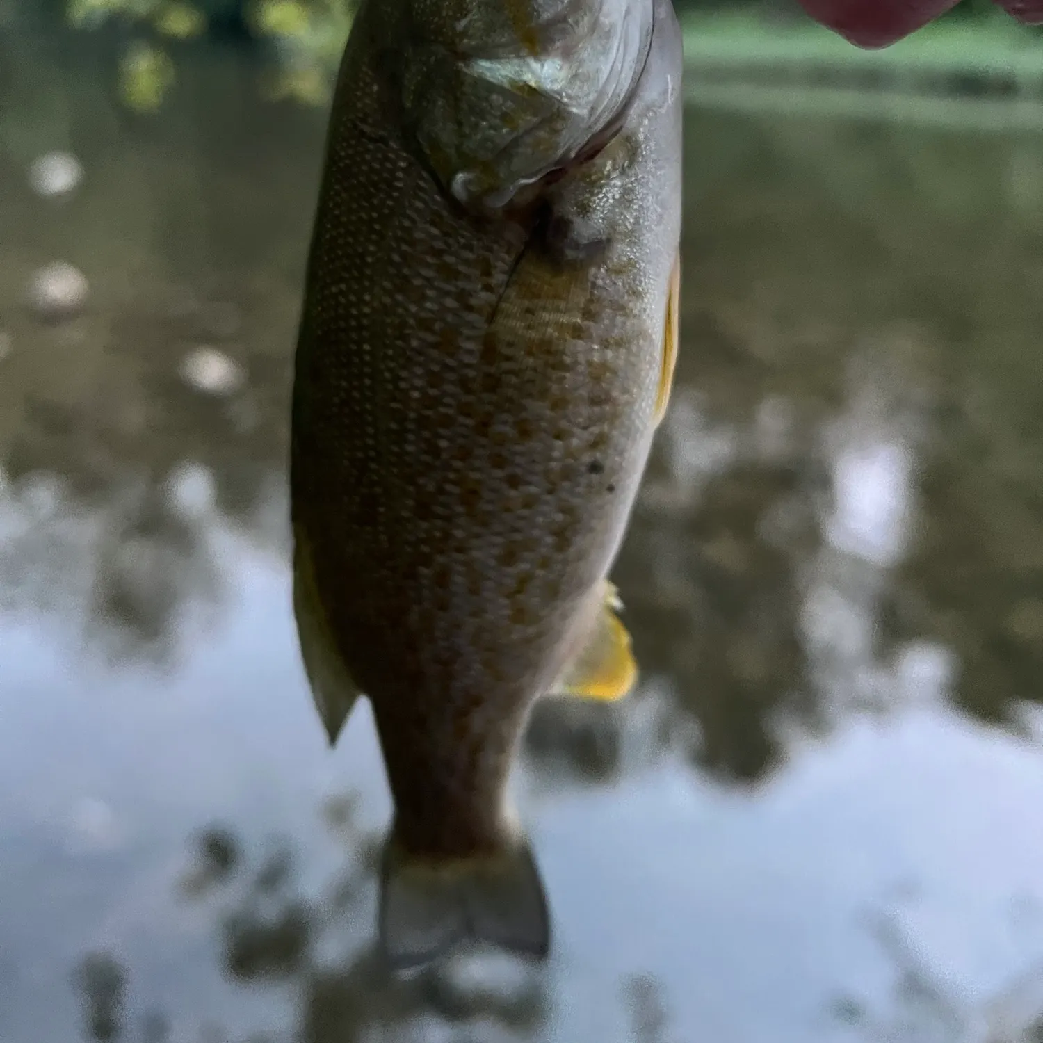 Smallmouth bass caught on Fishbrain