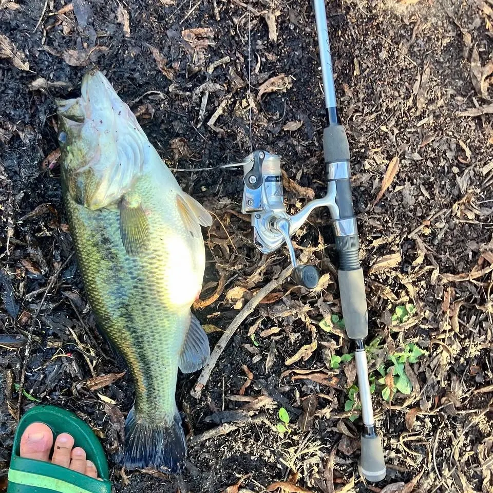Largemouth bass caught on Fishbrain