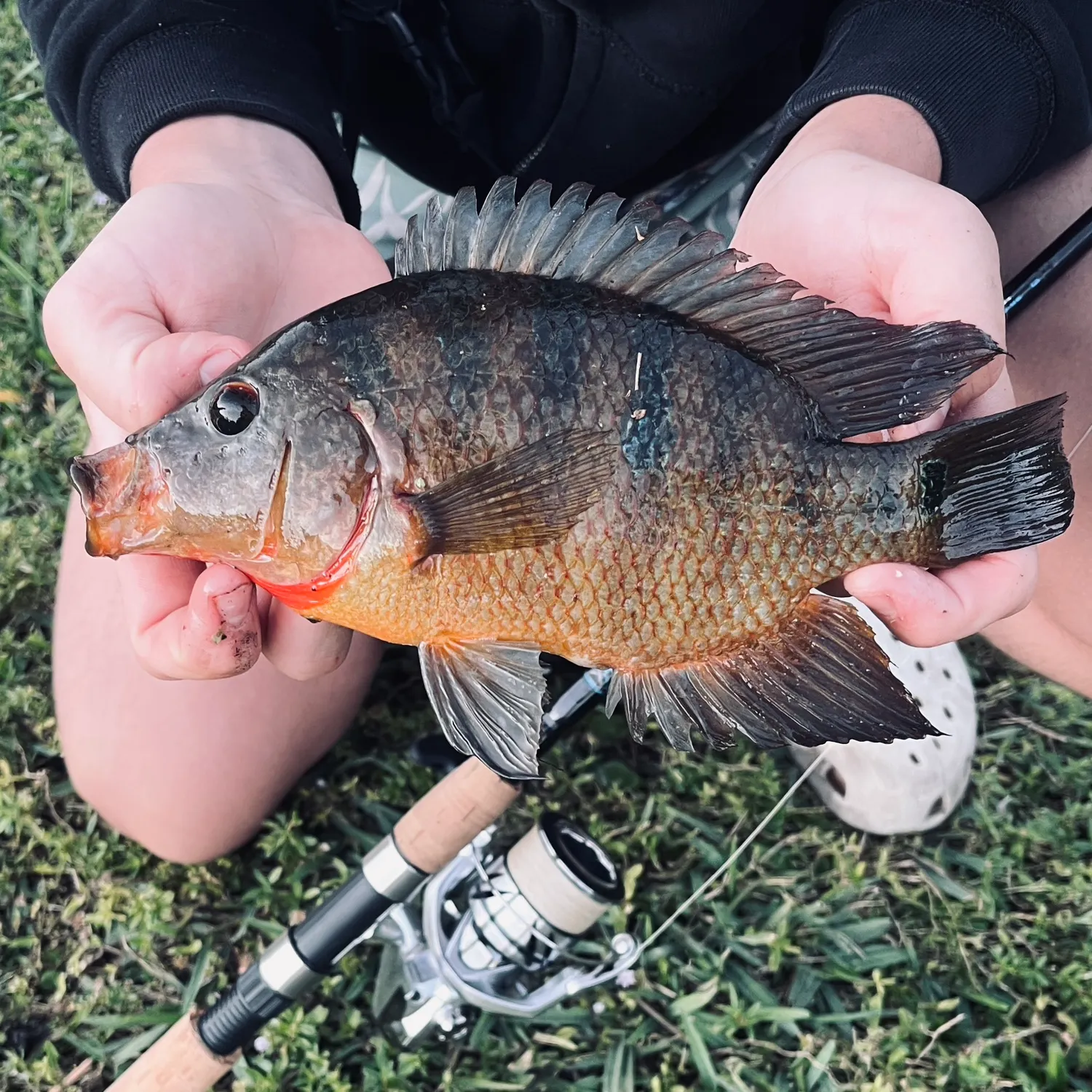 The most recent Mayan cichlid catches on Fishbrain