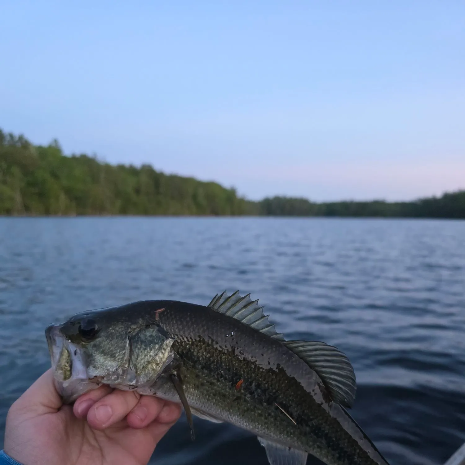The most recent Largemouth bass catches on Fishbrain