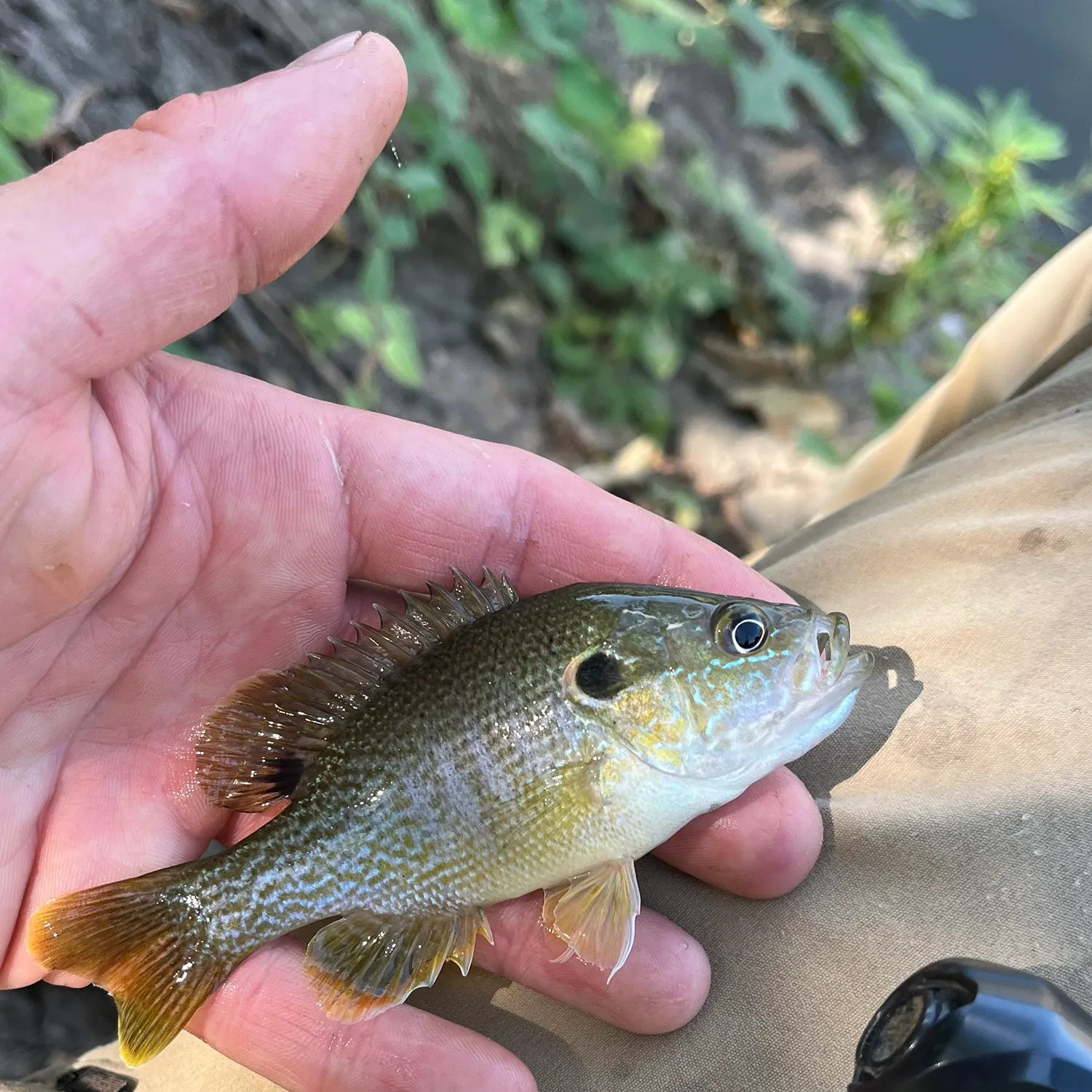 Green sunfish caught on Fishbrain
