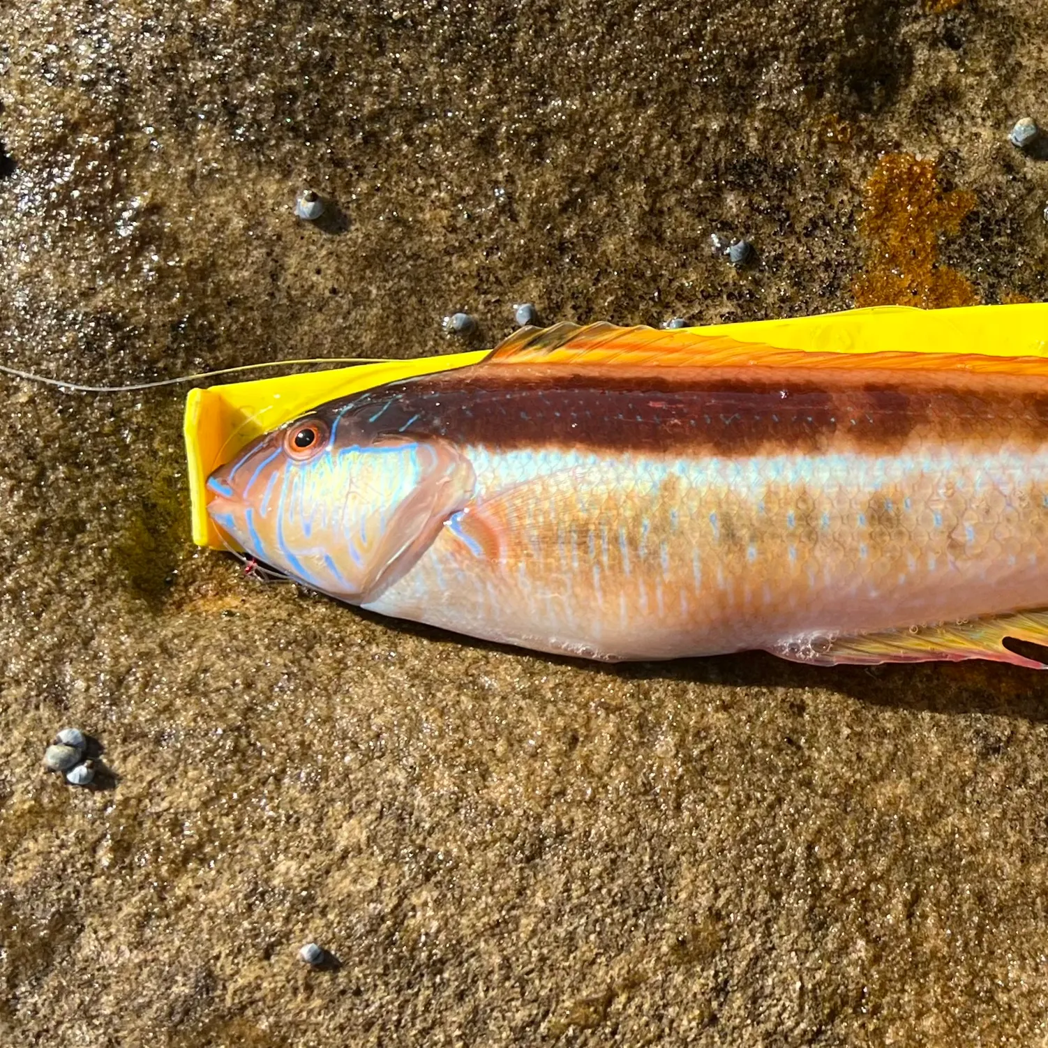 The most recent Maori wrasse catches on Fishbrain