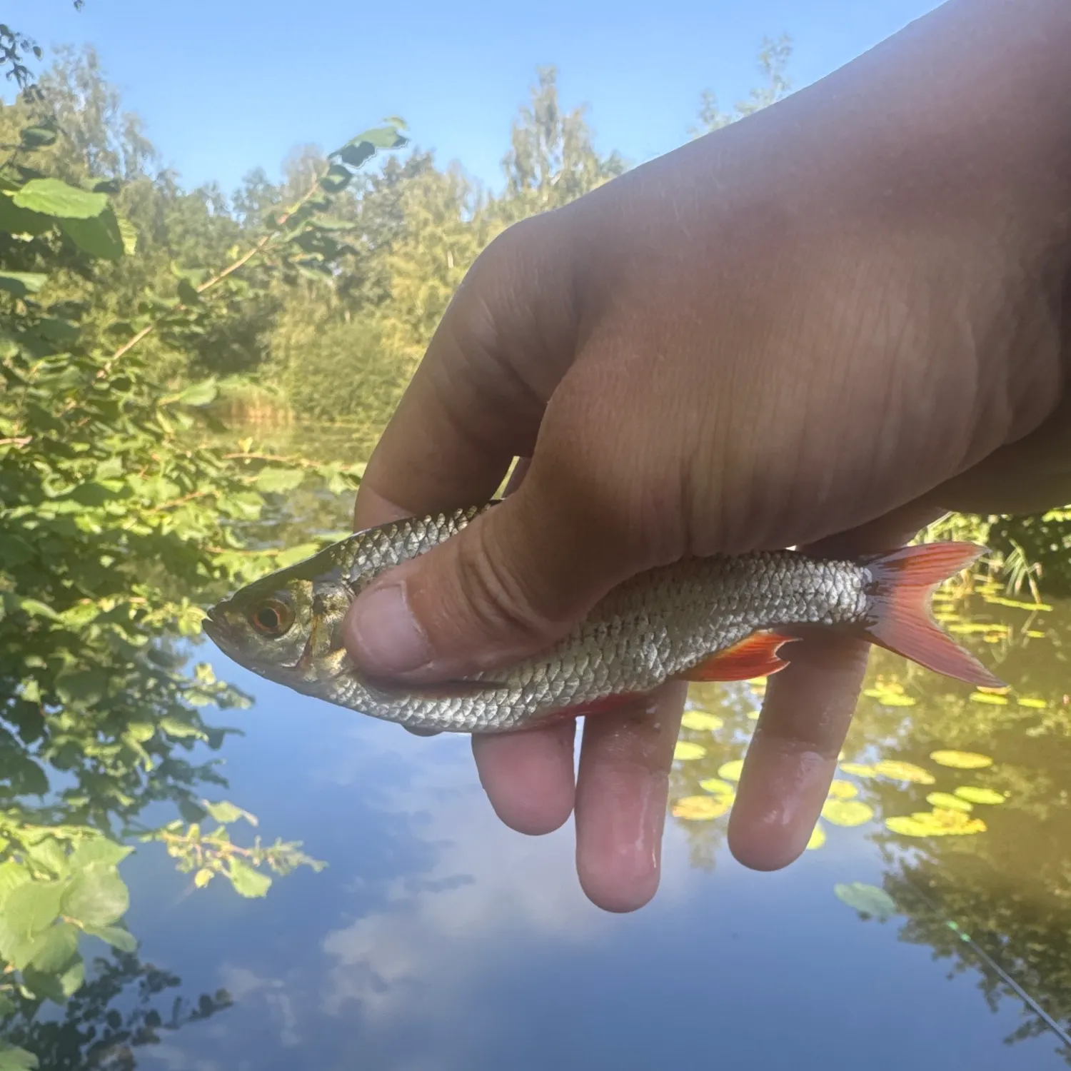 The most recent Common roach catches on Fishbrain