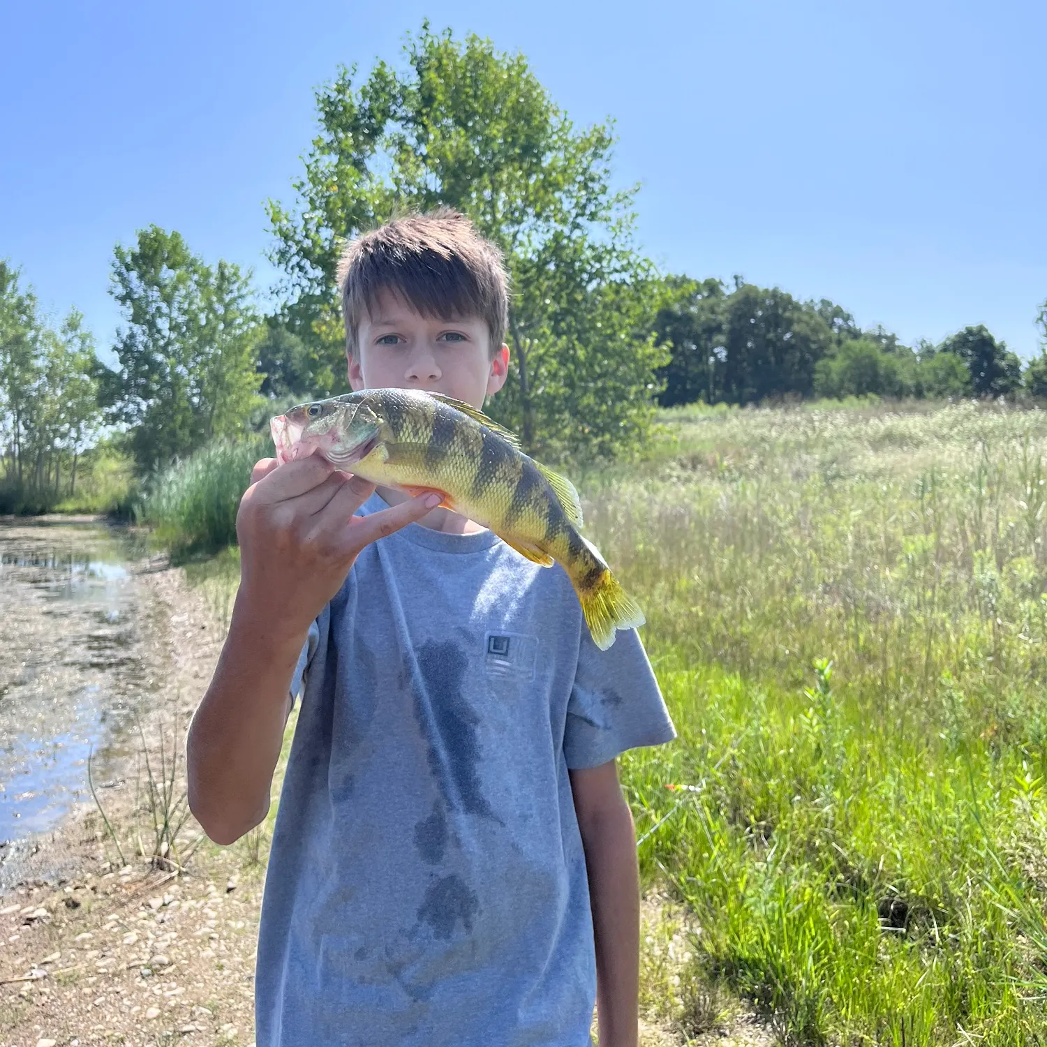 Yellow perch caught on Fishbrain