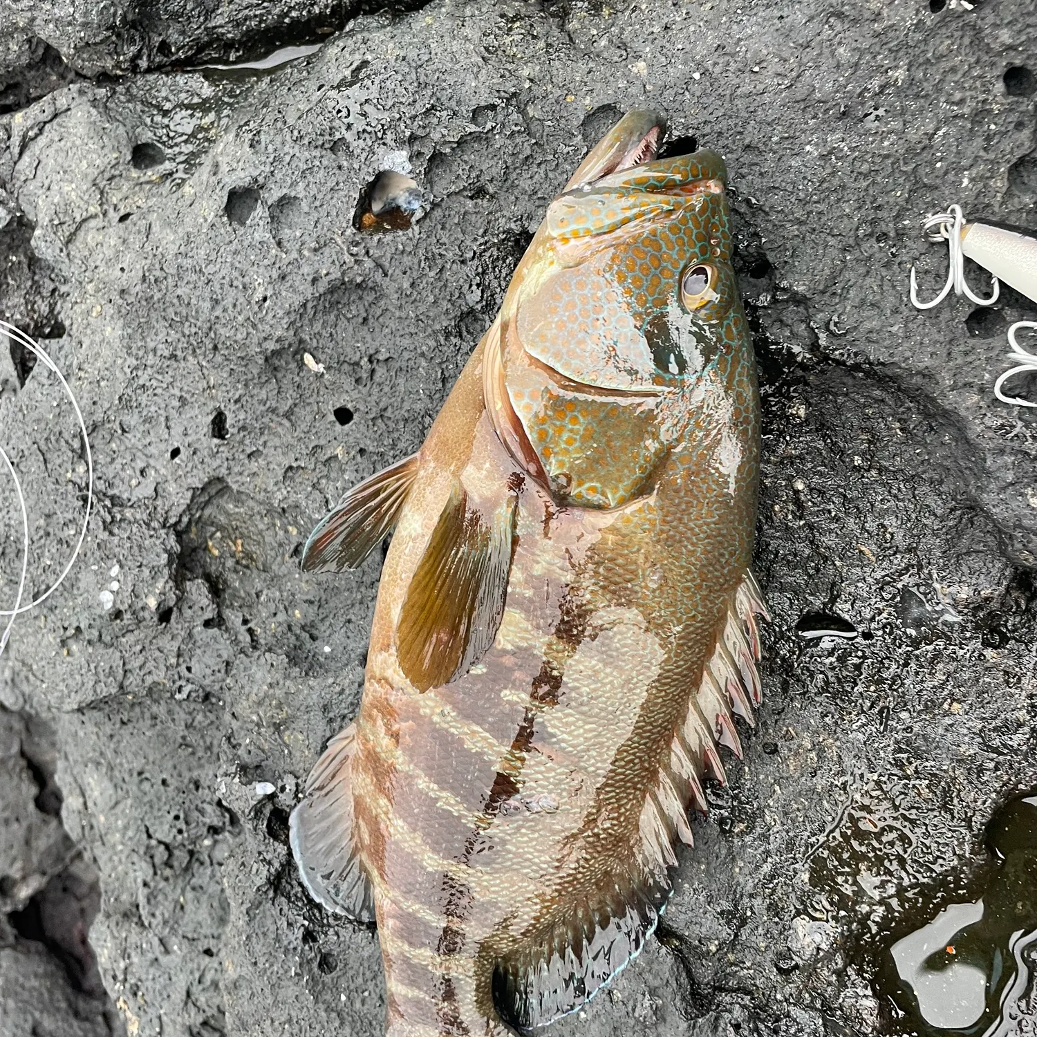 Coral hind caught on Fishbrain