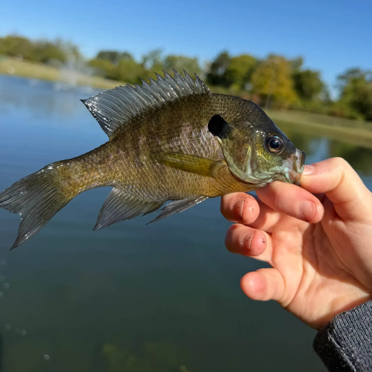 Bluegill caught on Fishbrain