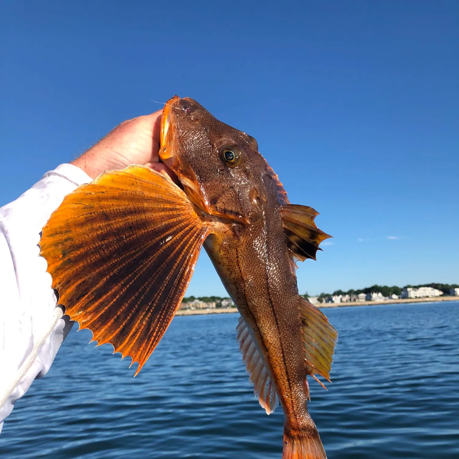 The most popular recent Tub gurnard catch on Fishbrain