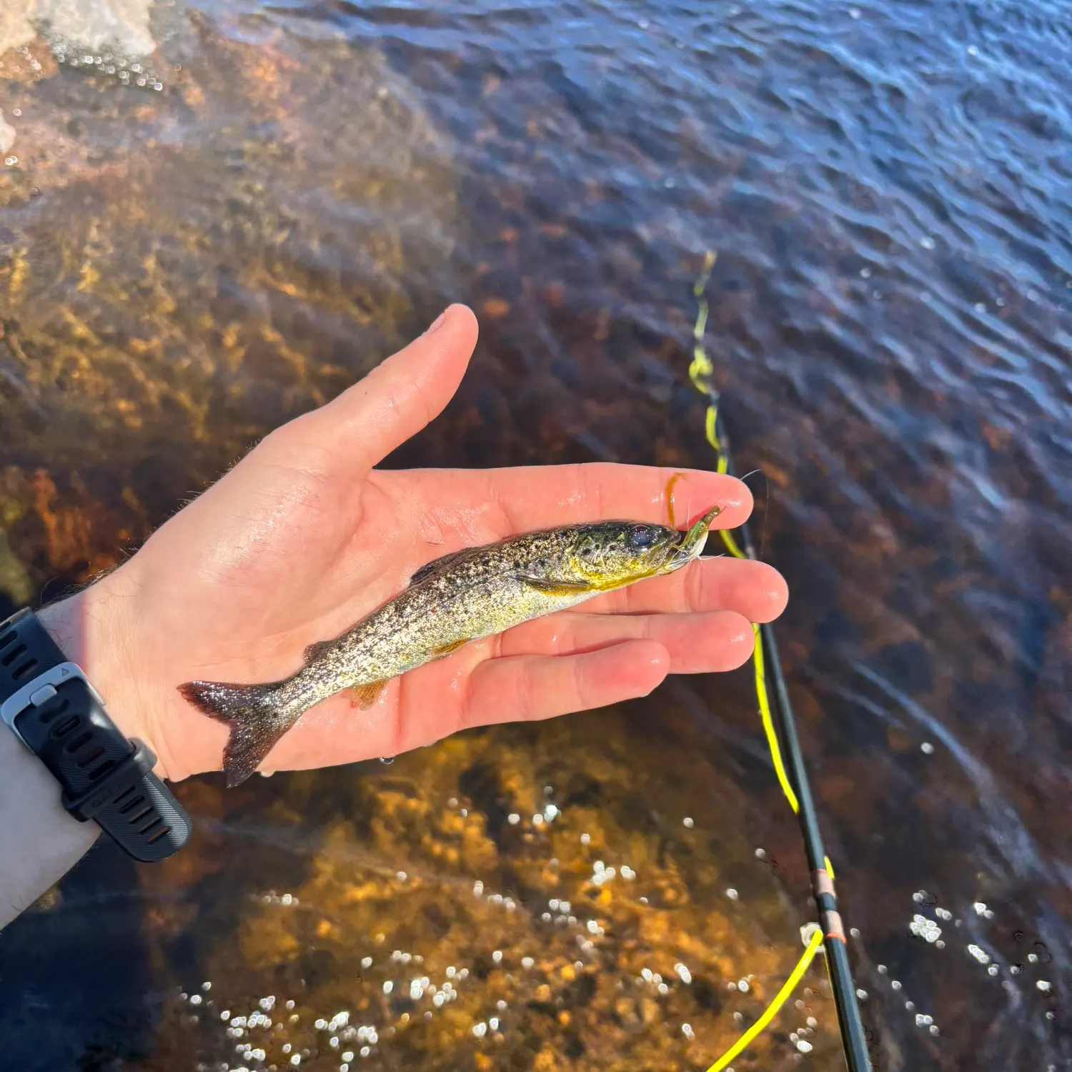most liked catch image