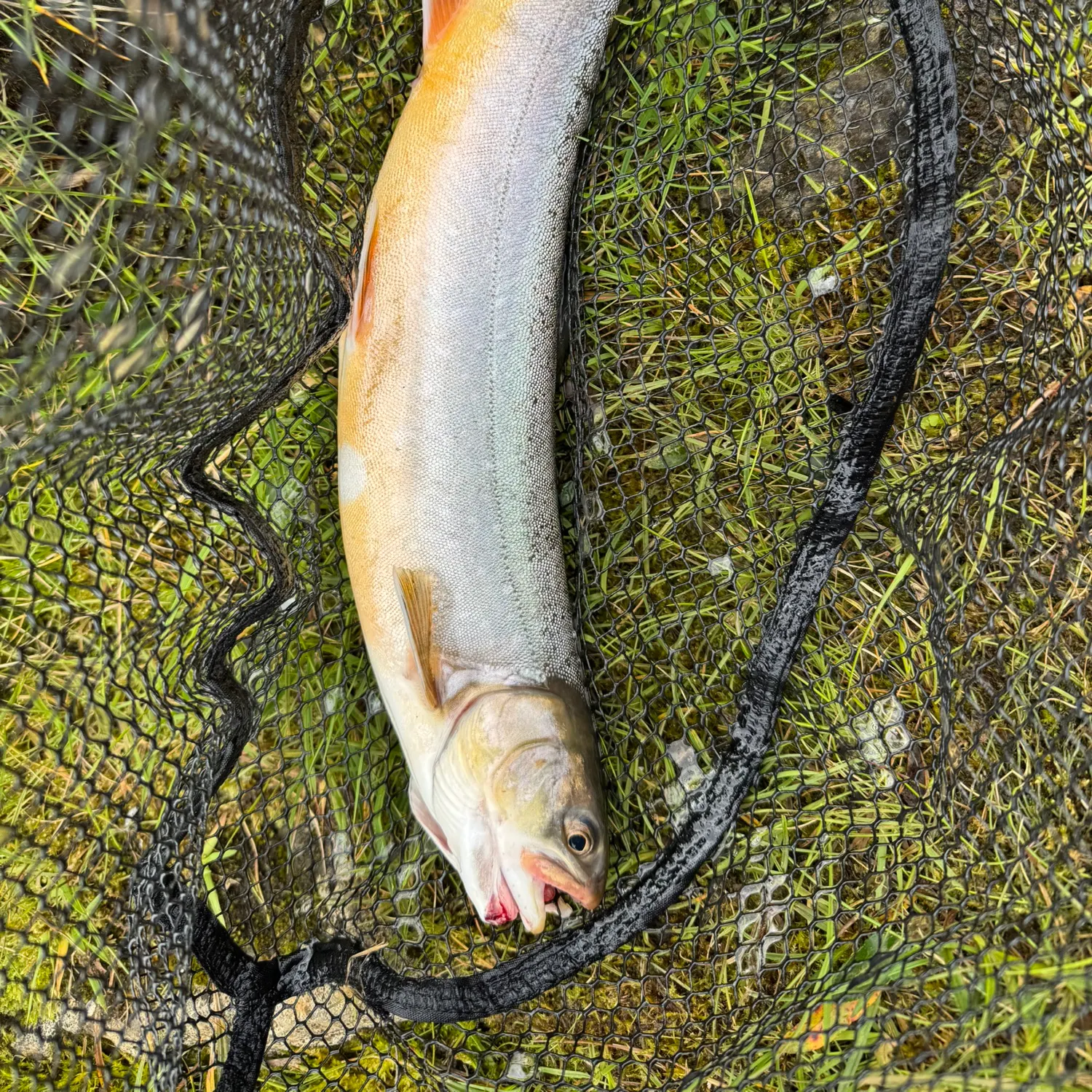 The most recent Arctic char catches on Fishbrain