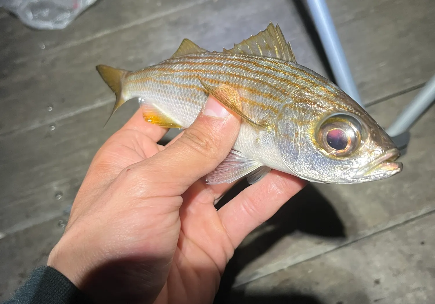 Salema porgy