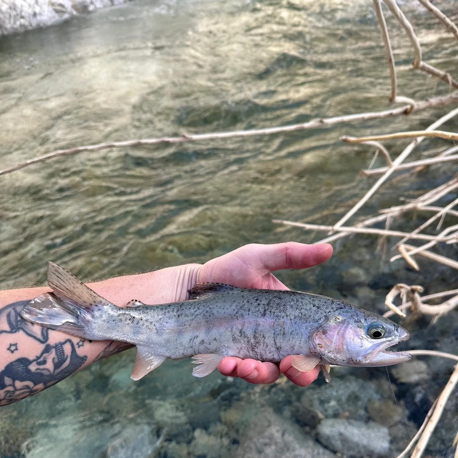 The most recent Rainbow trout catches on Fishbrain