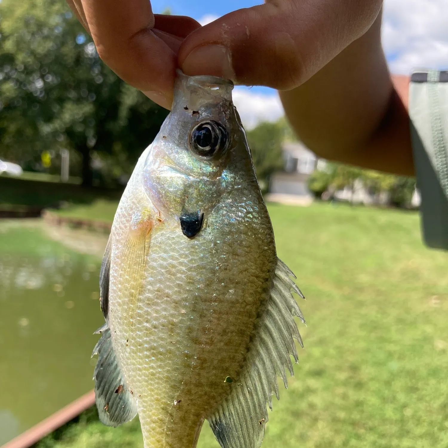 Bluegill caught on Fishbrain