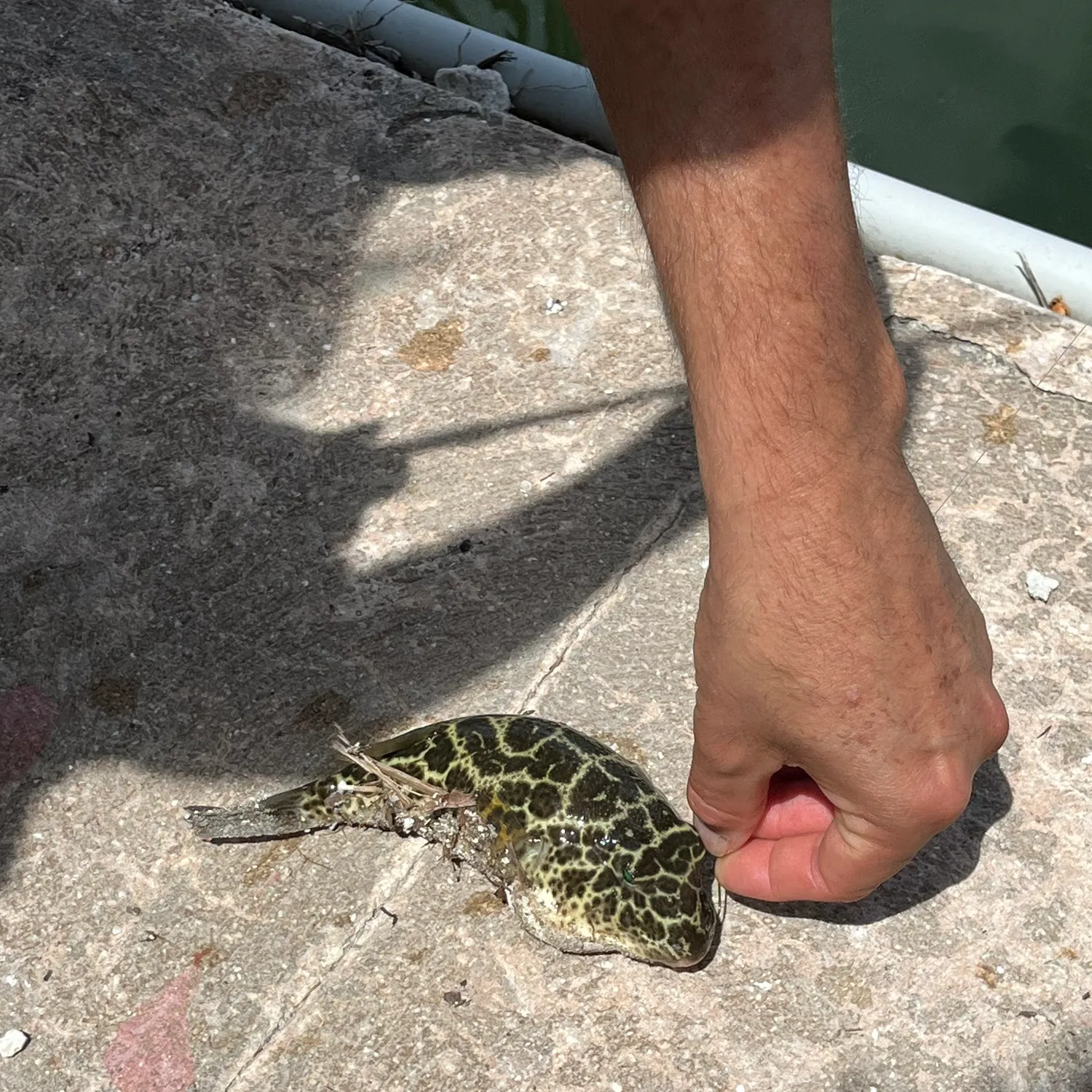 The most recent Spider-eye puffer catches on Fishbrain