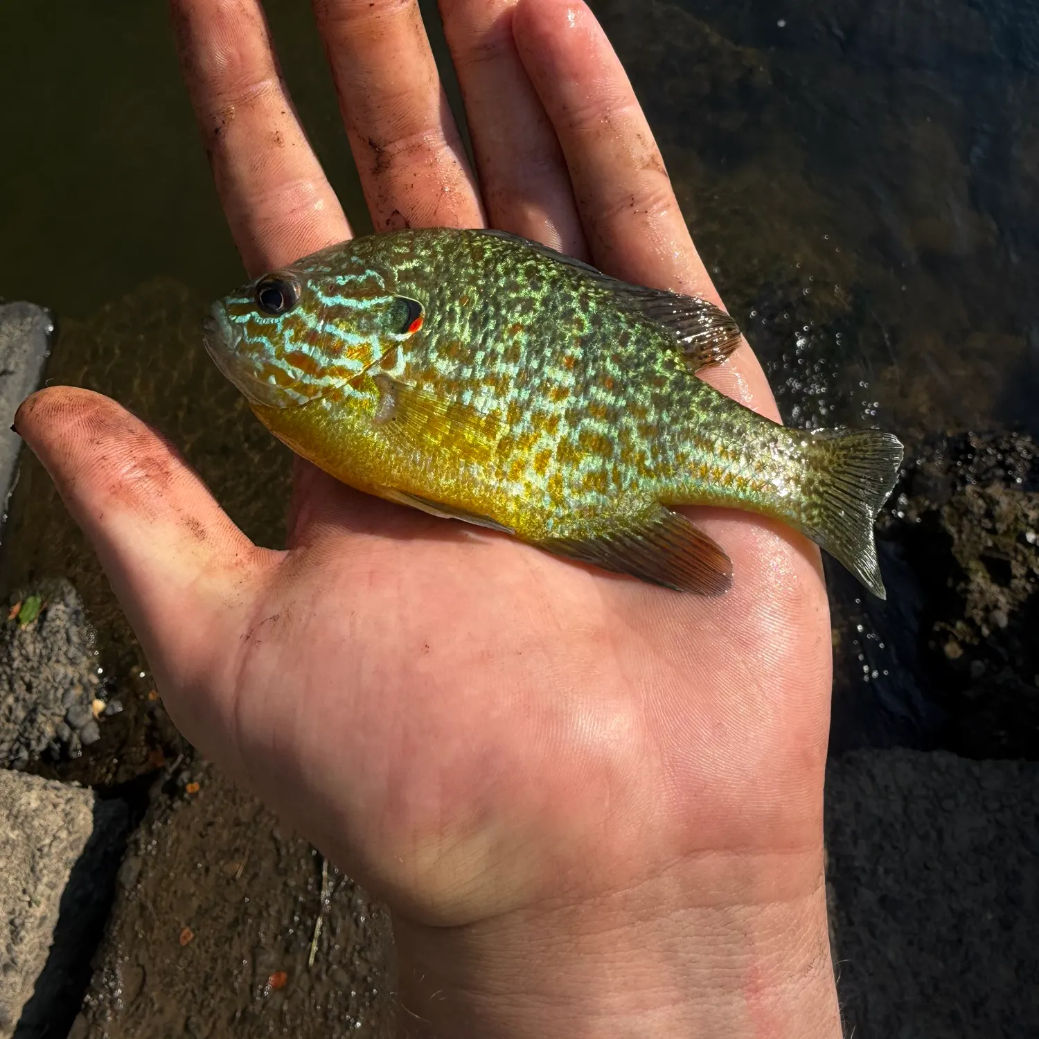 Pumpkinseed caught on Fishbrain