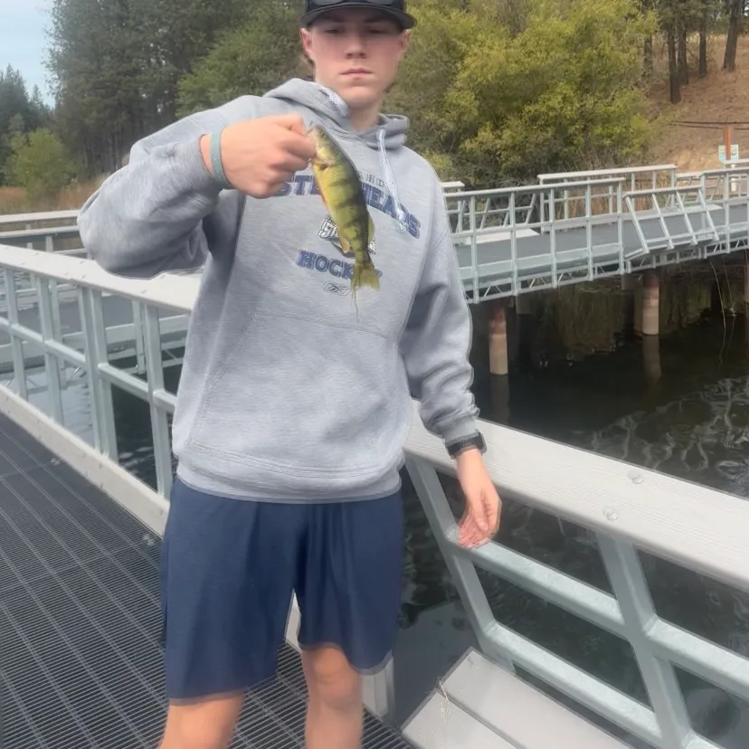 Yellow perch caught on Fishbrain