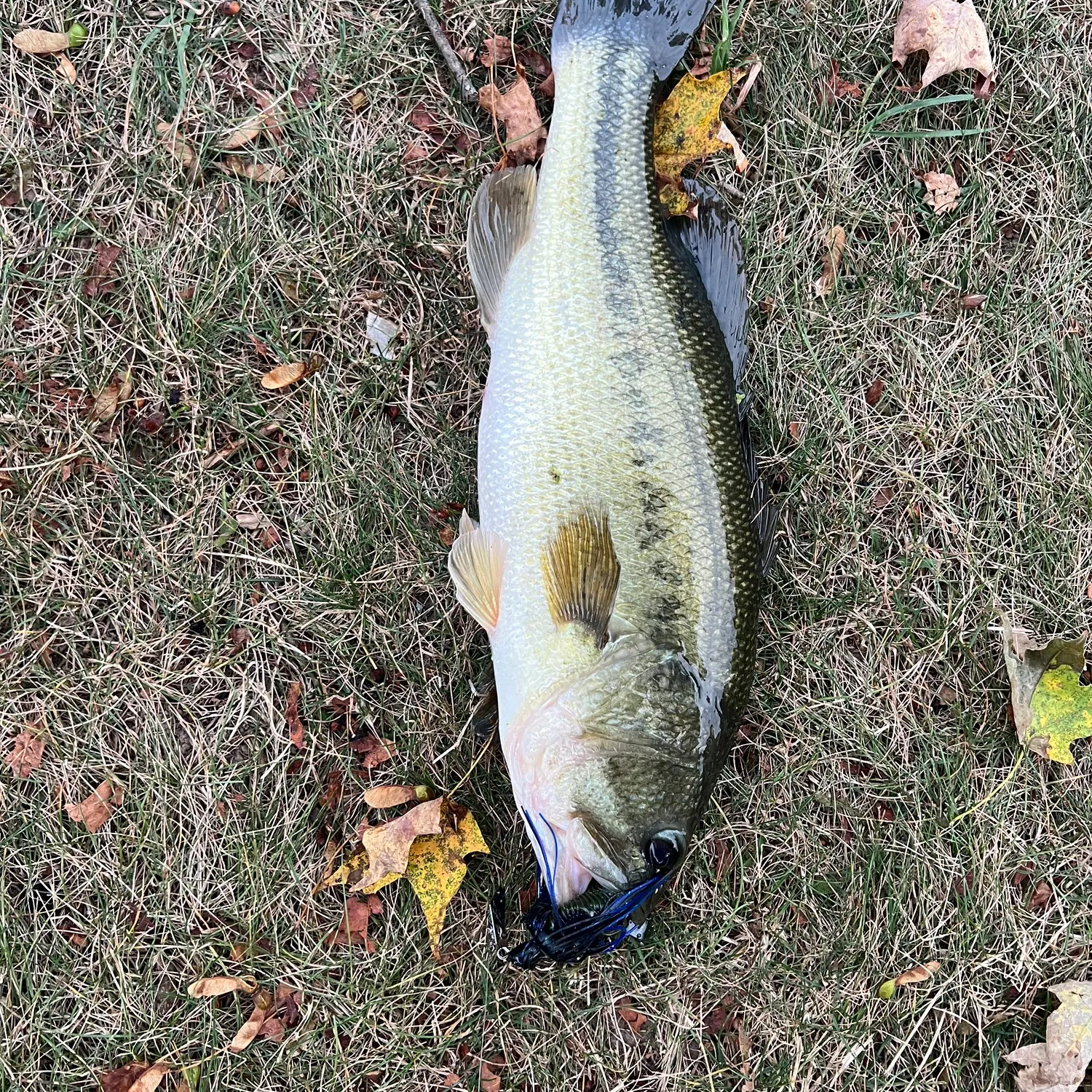 ᐅ Stephen Foster Lake fishing reports🎣• East Smithfield, PA (United ...