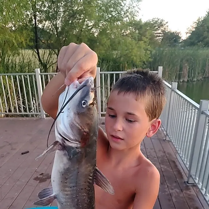 Channel catfish caught on Fishbrain
