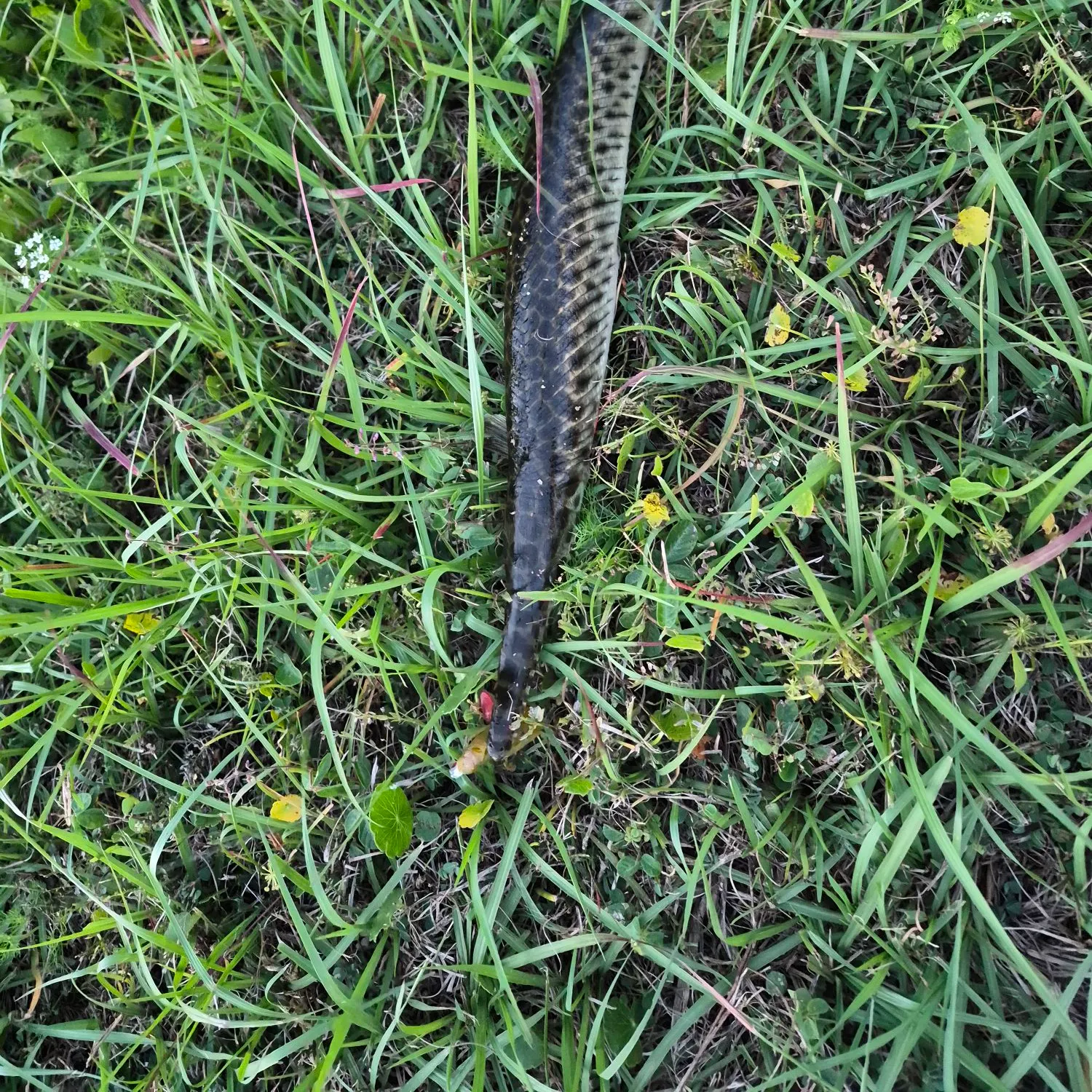 The most recent Spotted gar catches on Fishbrain