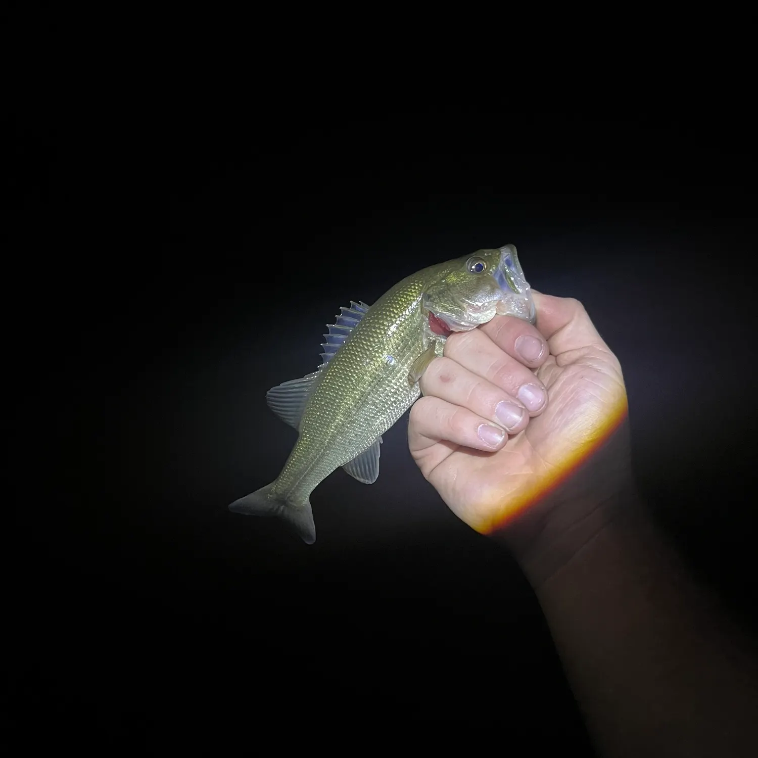 Largemouth bass caught on Fishbrain