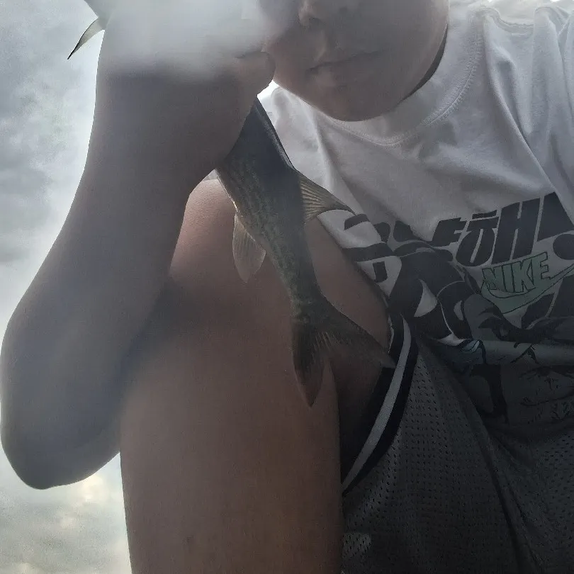 Chain pickerel caught on Fishbrain