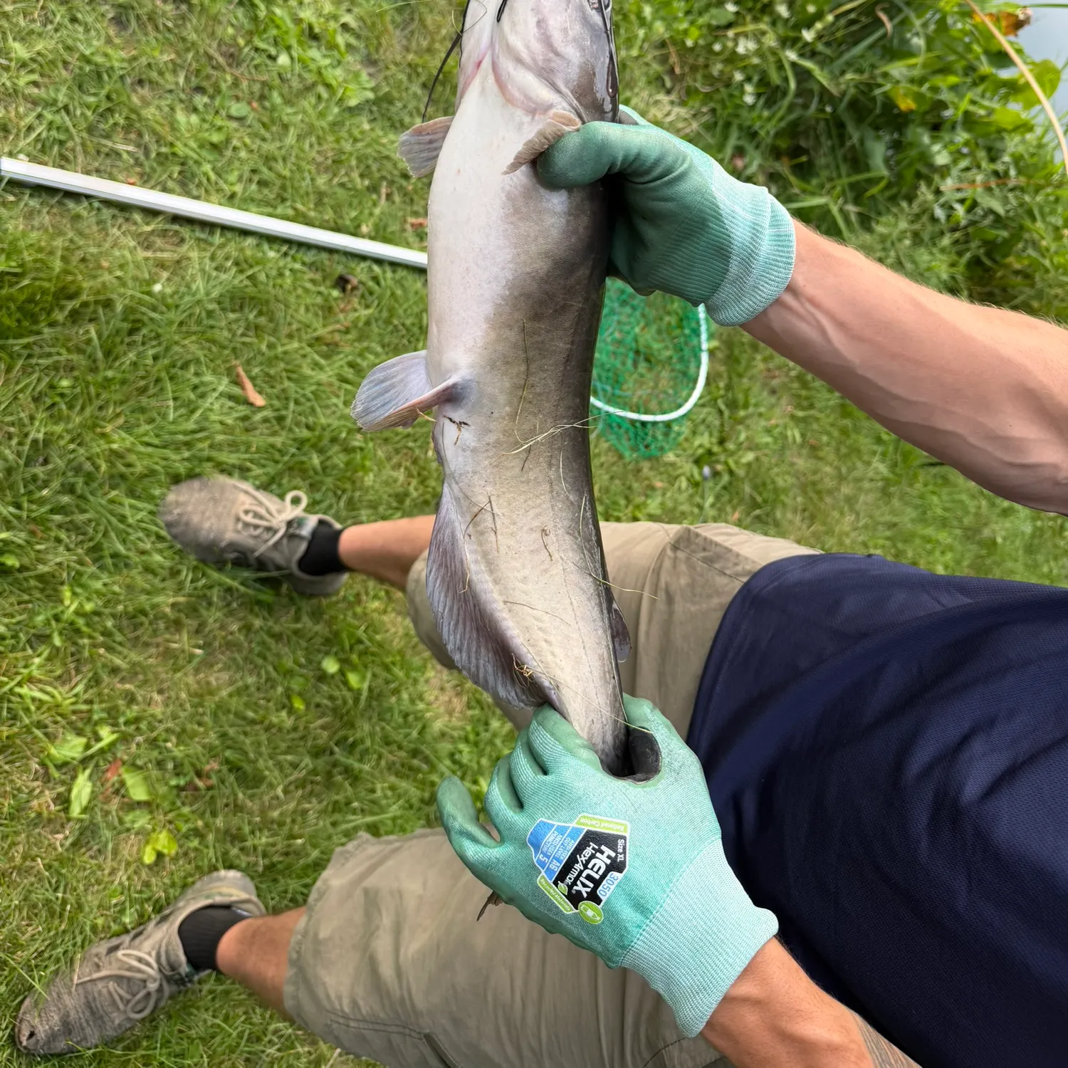 Channel catfish caught on Fishbrain