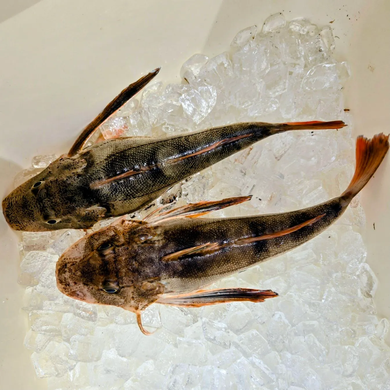 The most recent Northern searobin catches on Fishbrain