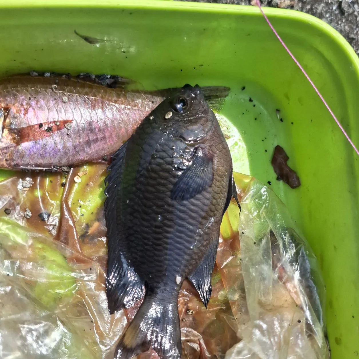 Dusky damselfish caught on Fishbrain