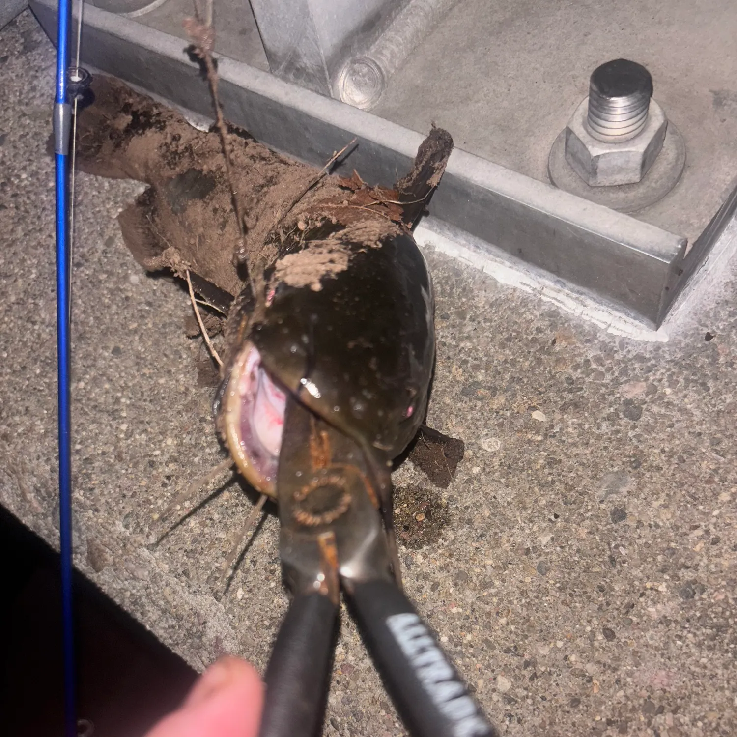Black bullhead caught on Fishbrain